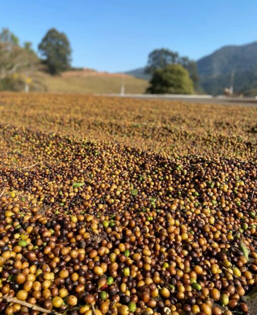 fazenda coqueiro